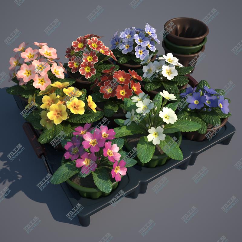 images/goods_img/2021040162/Common Primroses in Pots and Crate/2.jpg